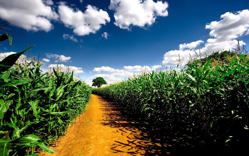 Cornfield path under blue sky