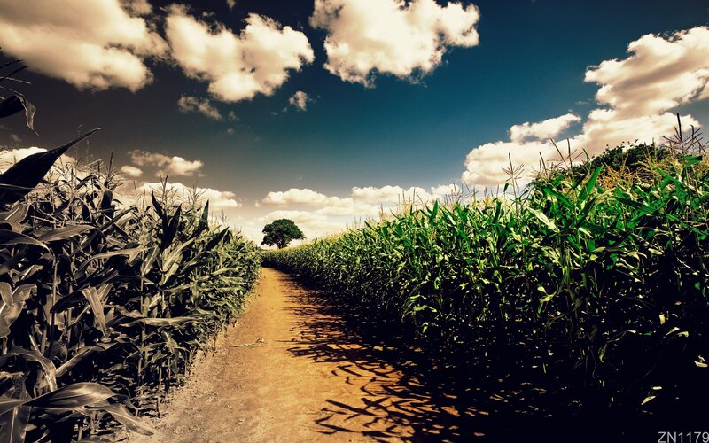 Cornfield path under cloudy sky