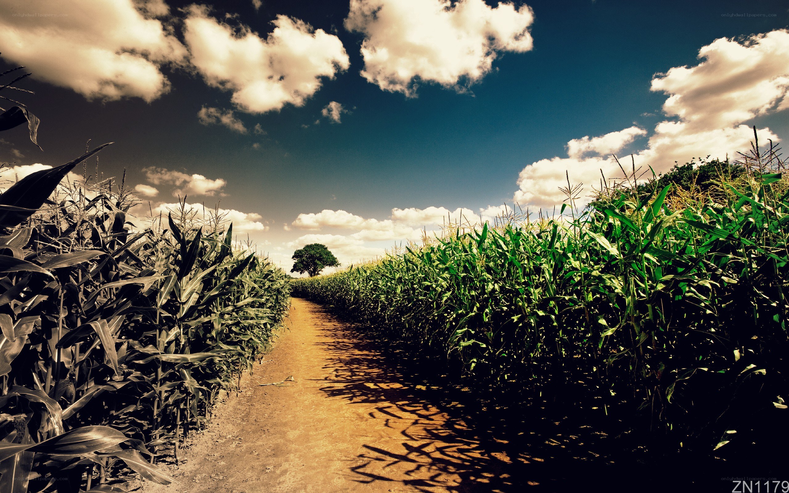 Cornfield path under cloudy sky