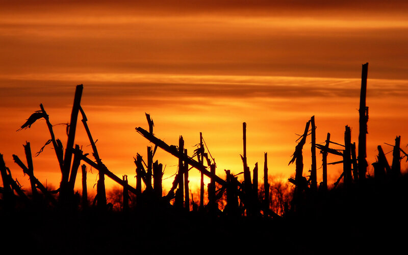 Cornfield Silhouette at Sunset