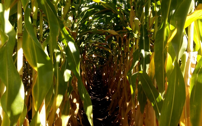 Cornfield Tunnel