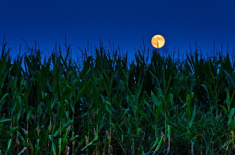 Cornfield under a full moon