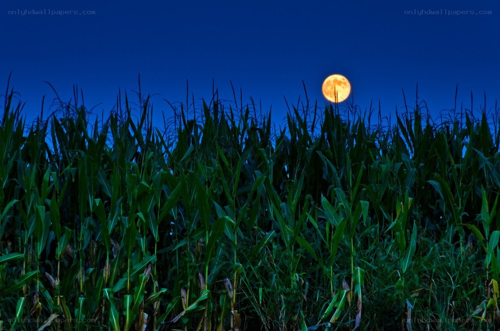Cornfield under a full moon