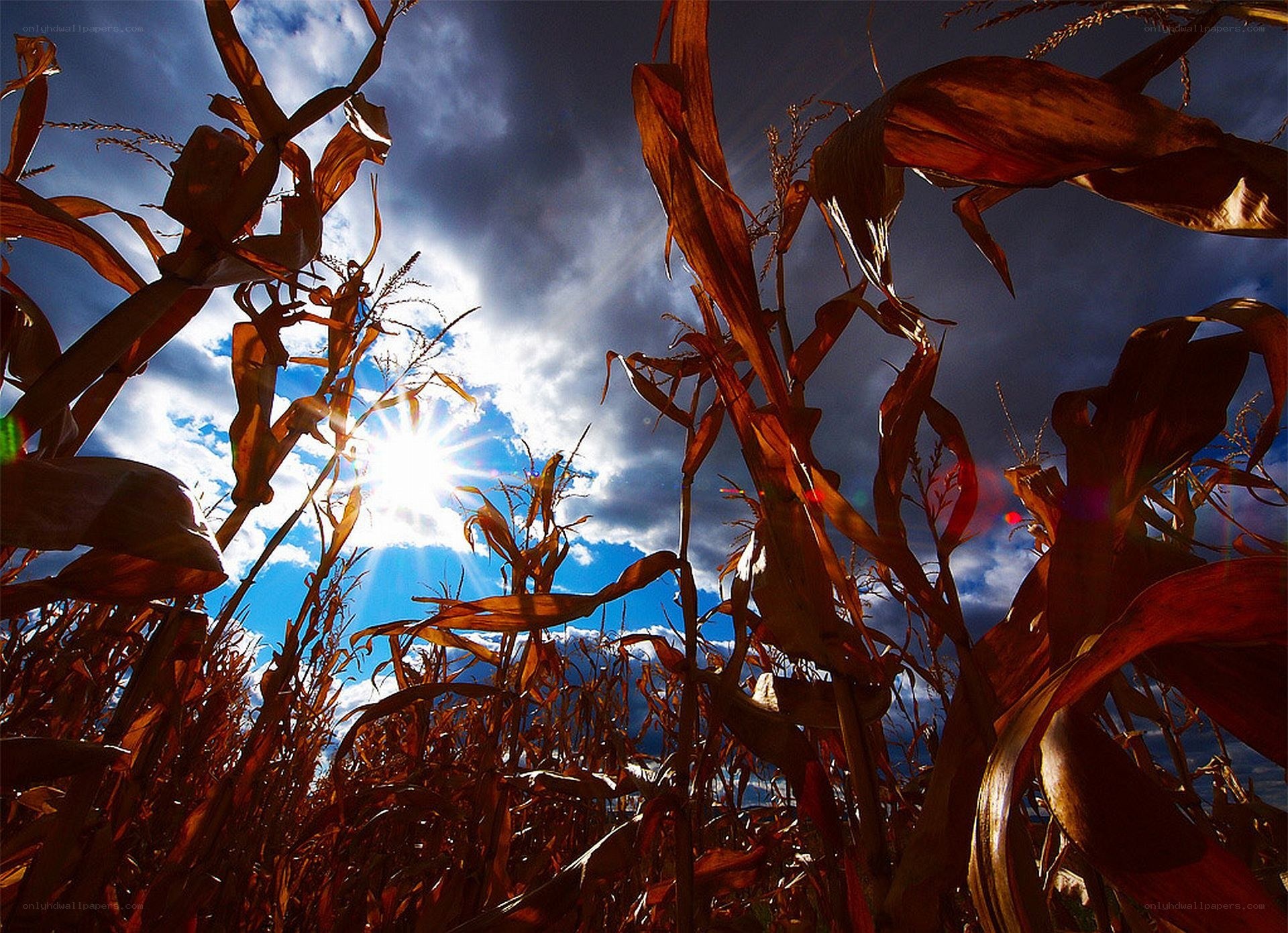 Cornfield under a stormy sky