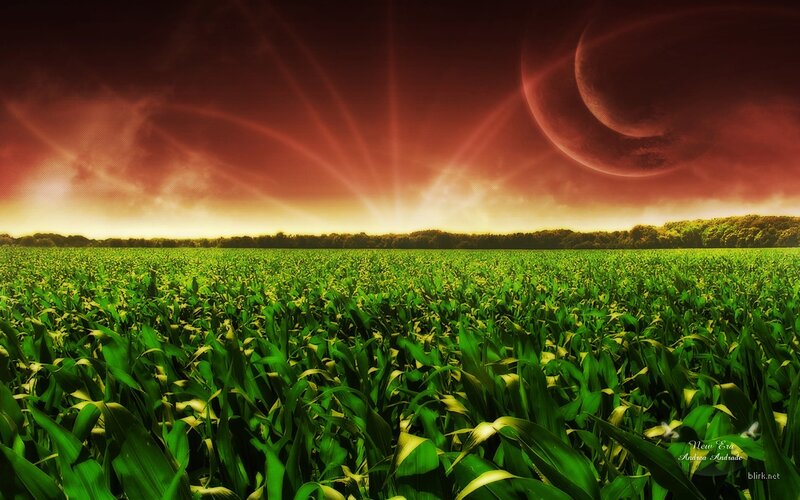 Cornfield under alien sky