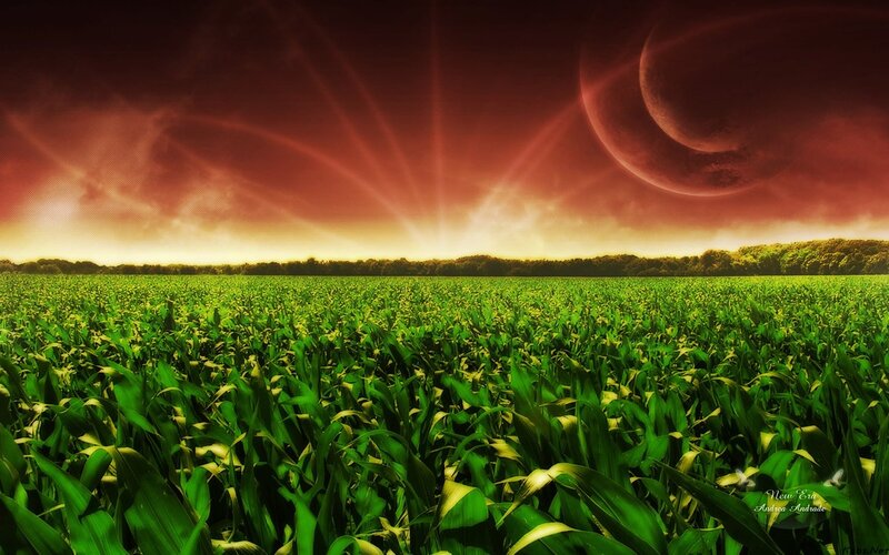 Cornfield under alien sky