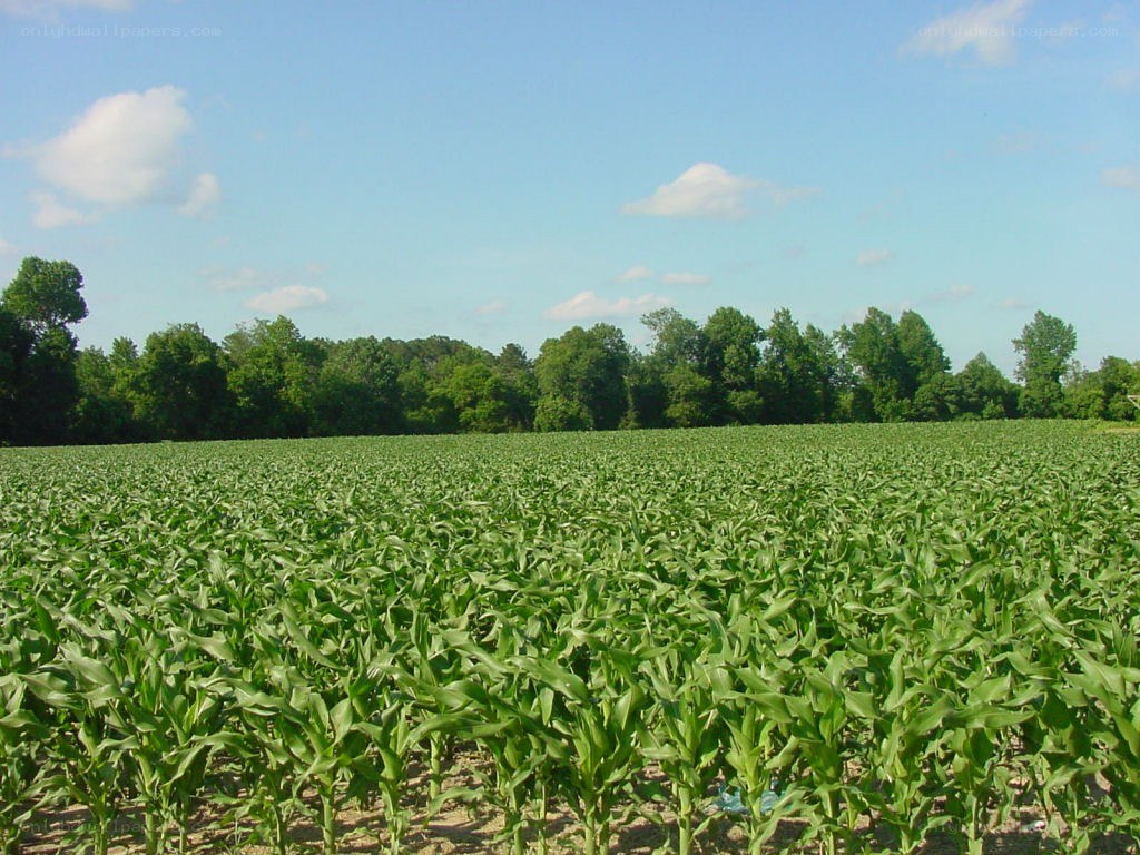 Cornfield under blue sky
