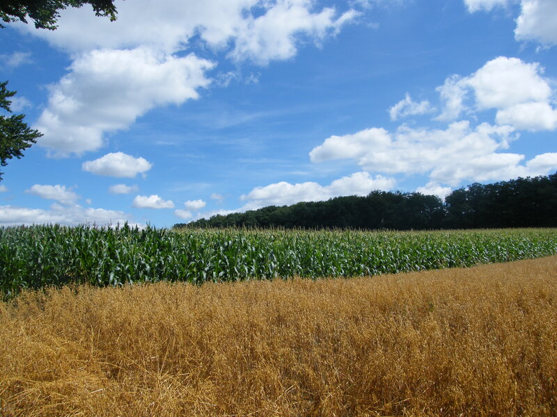 Cornfield under blue sky