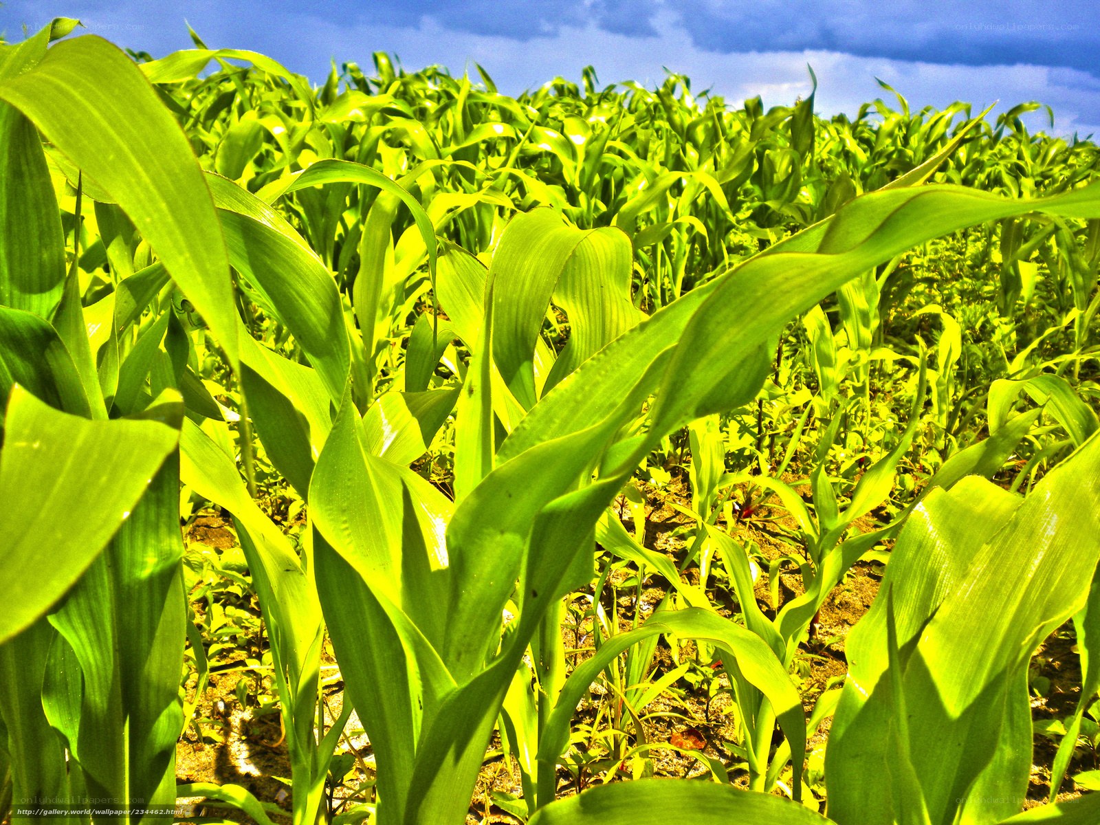 Cornfield under blue sky