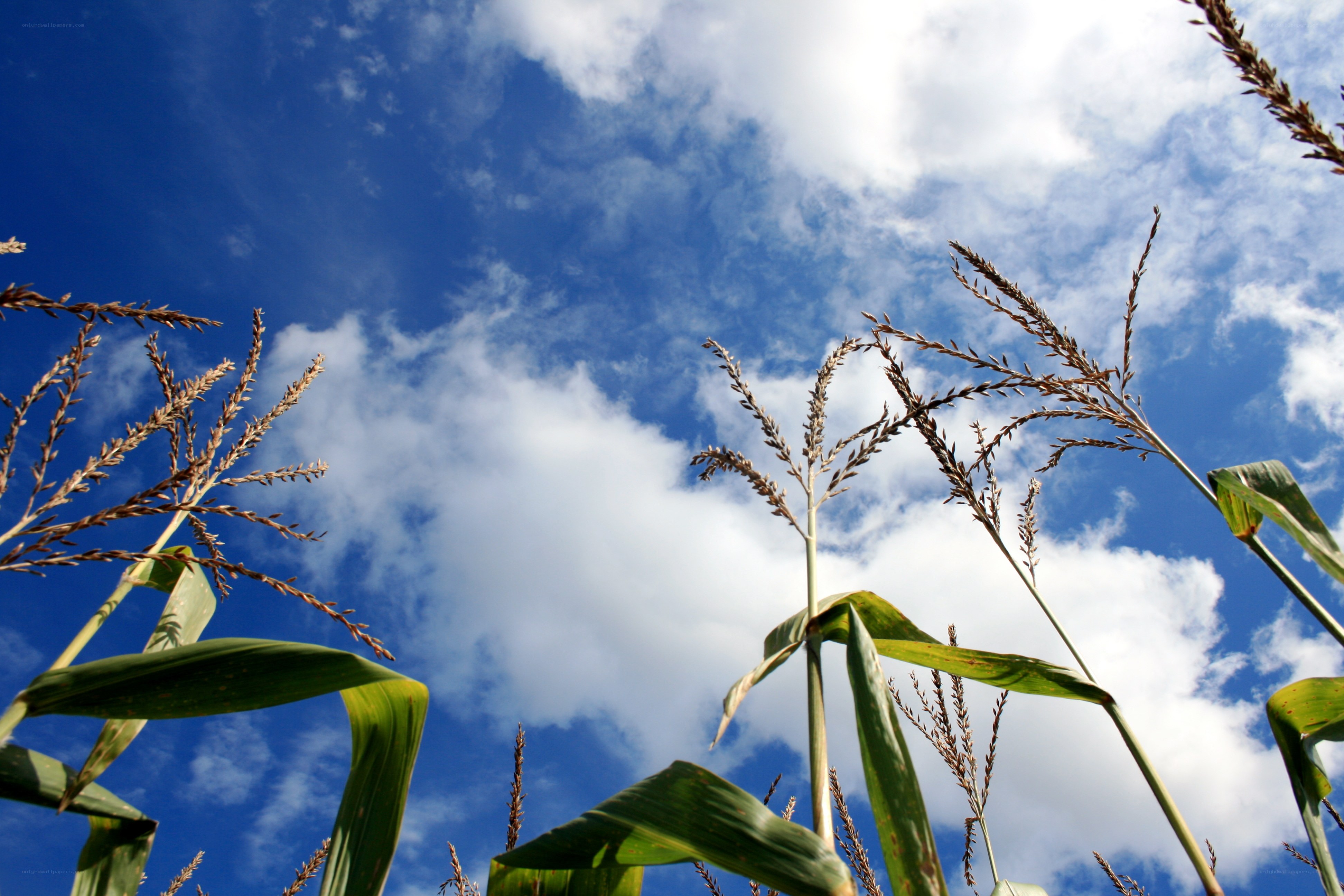 Cornfield under blue sky