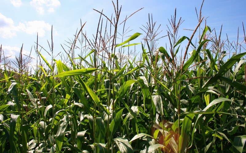 Cornfield under blue sky