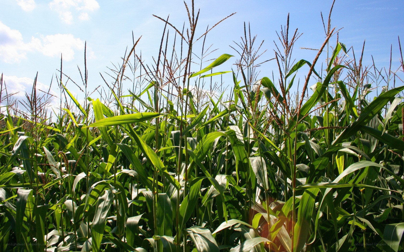 Cornfield under blue sky