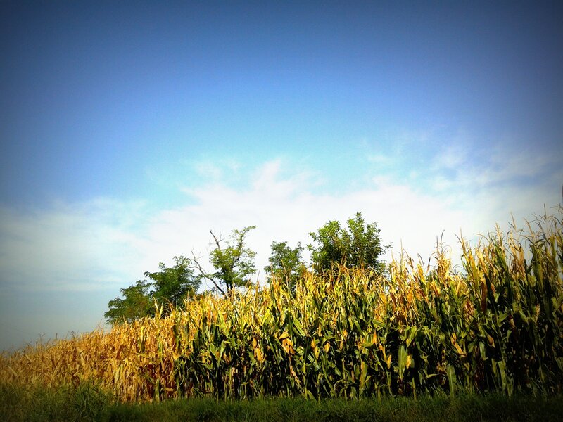 Cornfield under blue sky