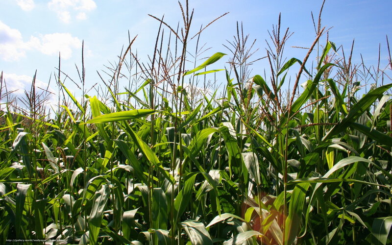 Cornfield under Blue Sky — Green, Serene