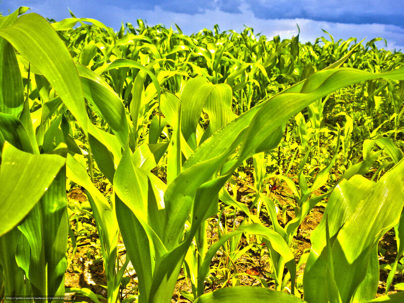 Cornfield under Blue Sky — Green
