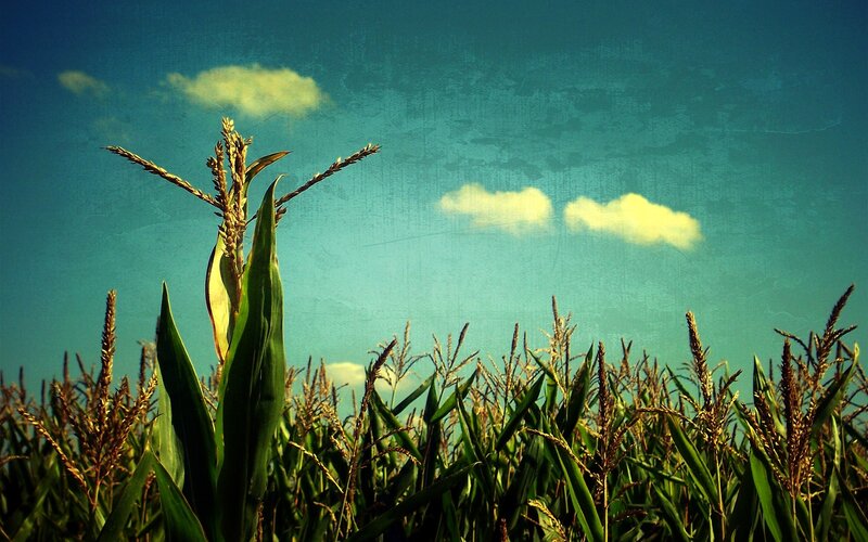 Cornfield under Blue Sky — Serene, Afternoon, Photograph