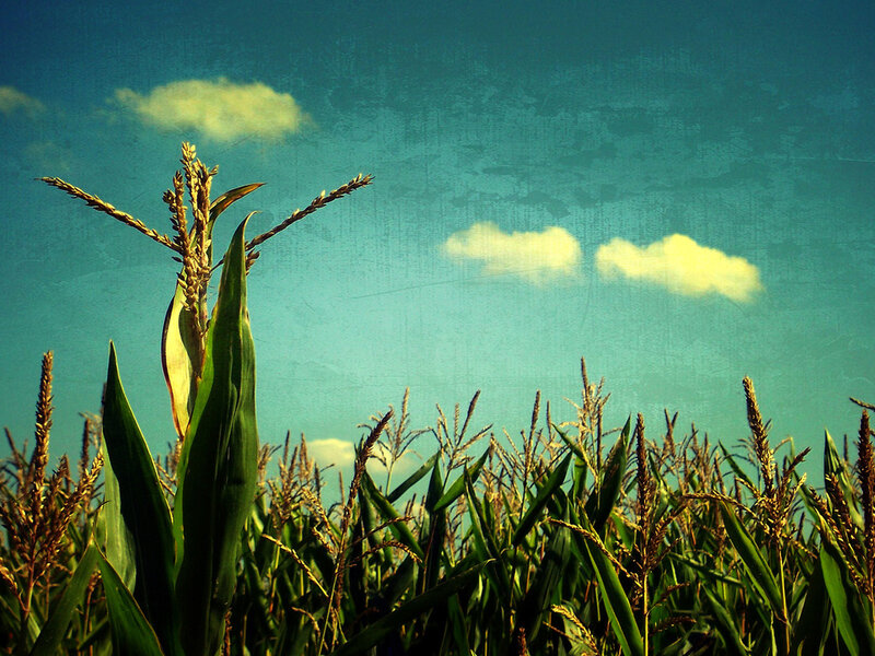 Cornfield under Blue Sky — Serene, Afternoon