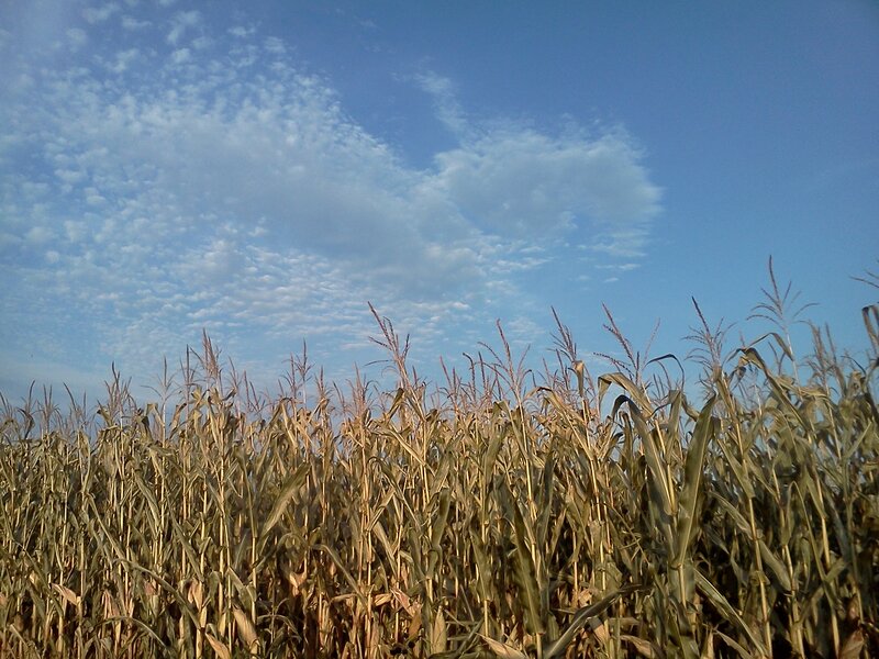 Cornfield under Blue Sky — Serene