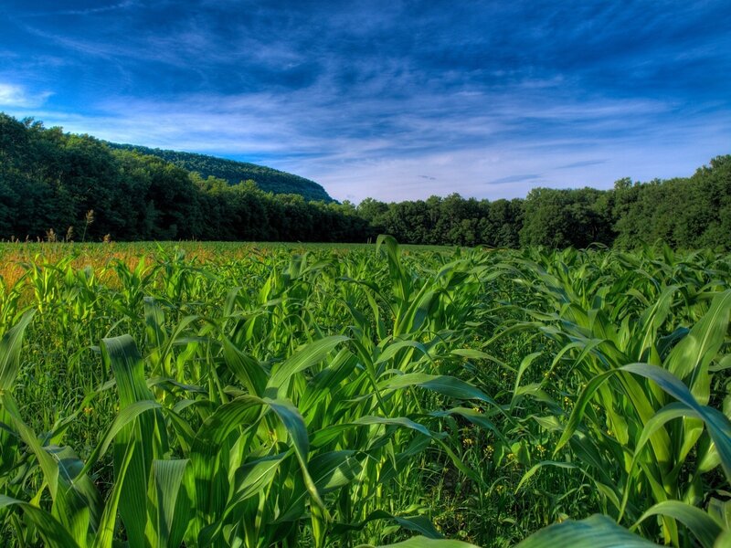Cornfield under blue sky
