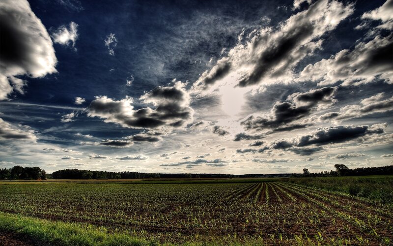 Cornfield under Cloudy Sky — Blue