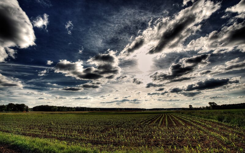 Cornfield under Cloudy Sky — Green, Dramatic, Afternoon, Photograph, Clouds, Trees, Sunlight