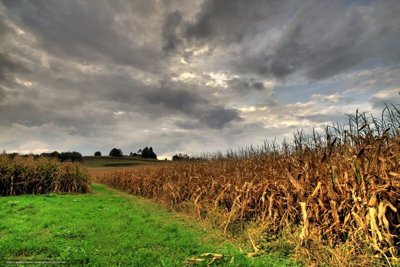 Cornfield under Cloudy Sky — Green, Dramatic, Afternoon, Photograph
