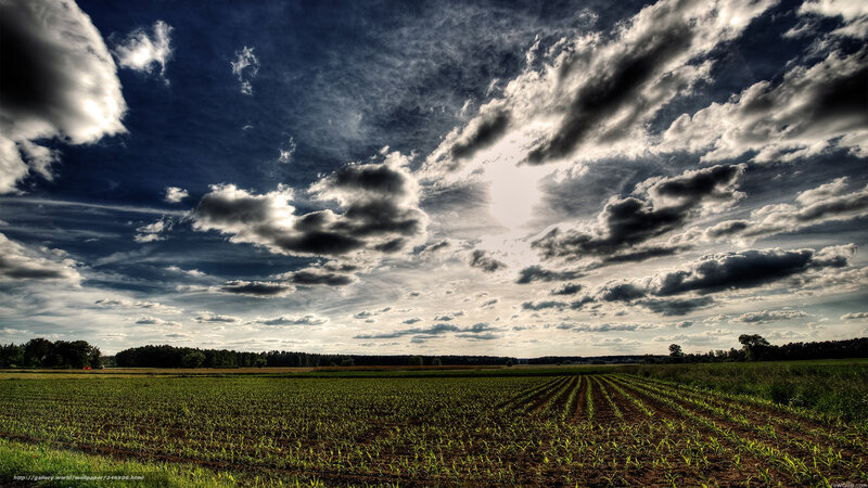 Cornfield under Cloudy Sky — Green, Dramatic, Afternoon