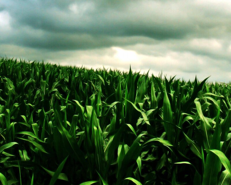 Cornfield under Cloudy Sky — Green, Dramatic, Photograph, Clouds, Gray