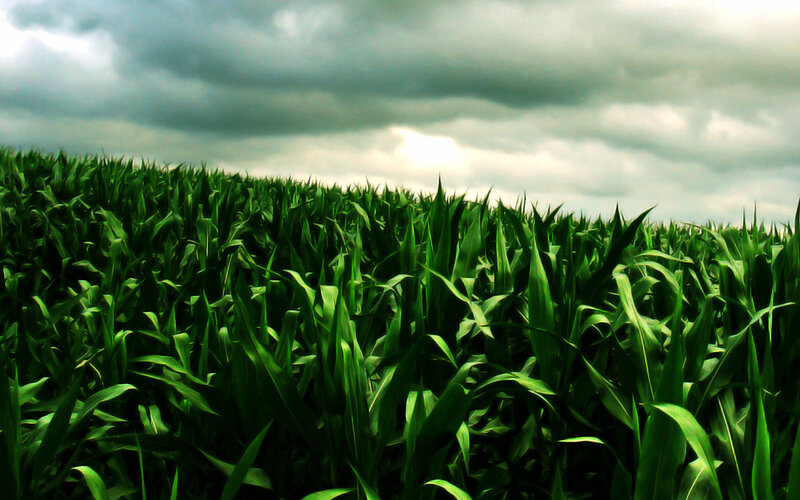 Cornfield under Cloudy Sky — Green, Dramatic, Photograph