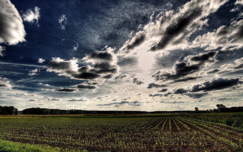 Cornfield under Cloudy Sky — Green, Dramatic