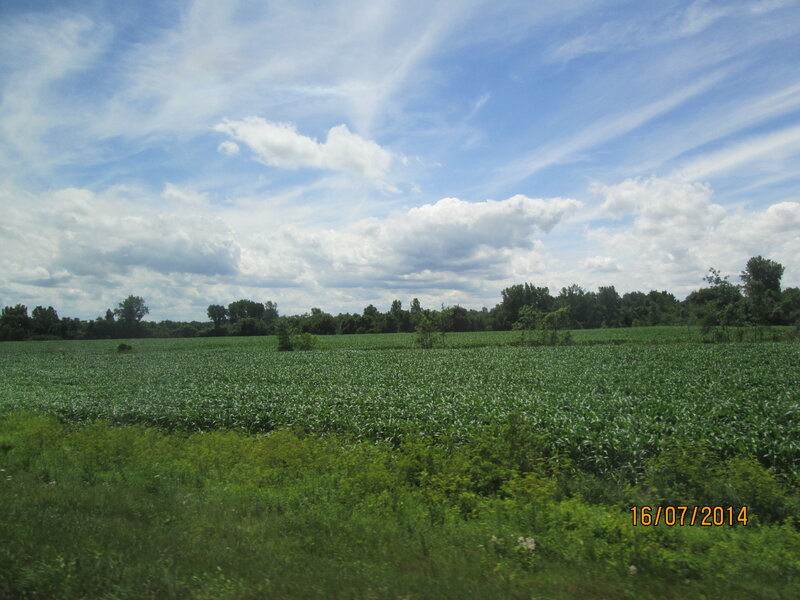 Cornfield under Cloudy Sky — Green, Serene