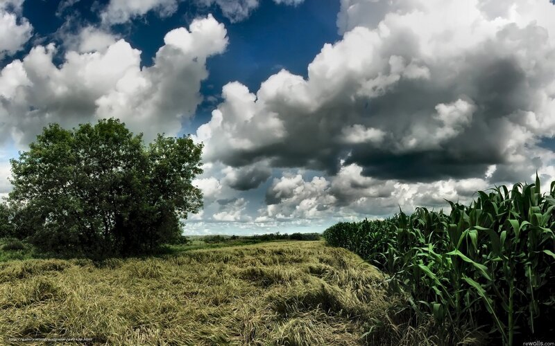 Cornfield under Storm Clouds — Blue