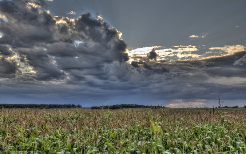 Cornfield under Storm Clouds — Green, Dramatic, Afternoon