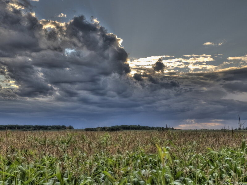 Cornfield under Storm Clouds — Green