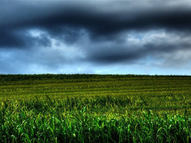 Cornfield under Storm Clouds
