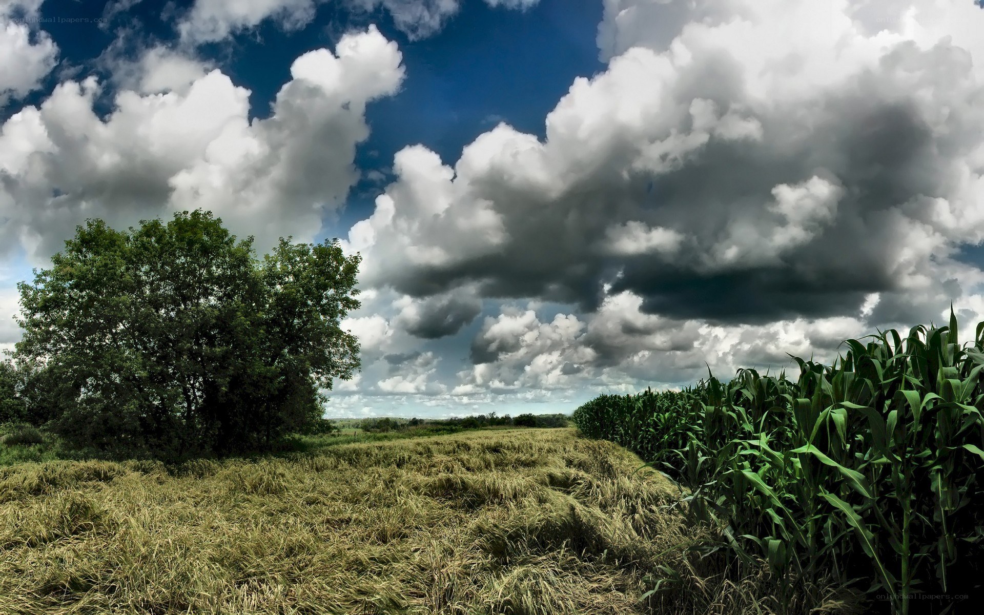 Cornfield under stormy sky