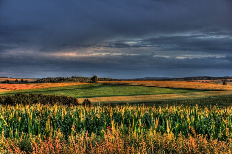 Cornfield under stormy sky