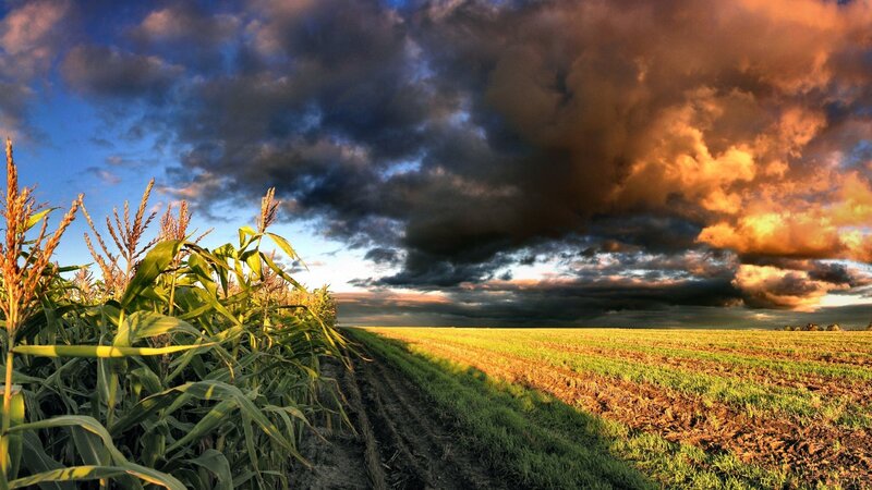Cornfield under stormy sky