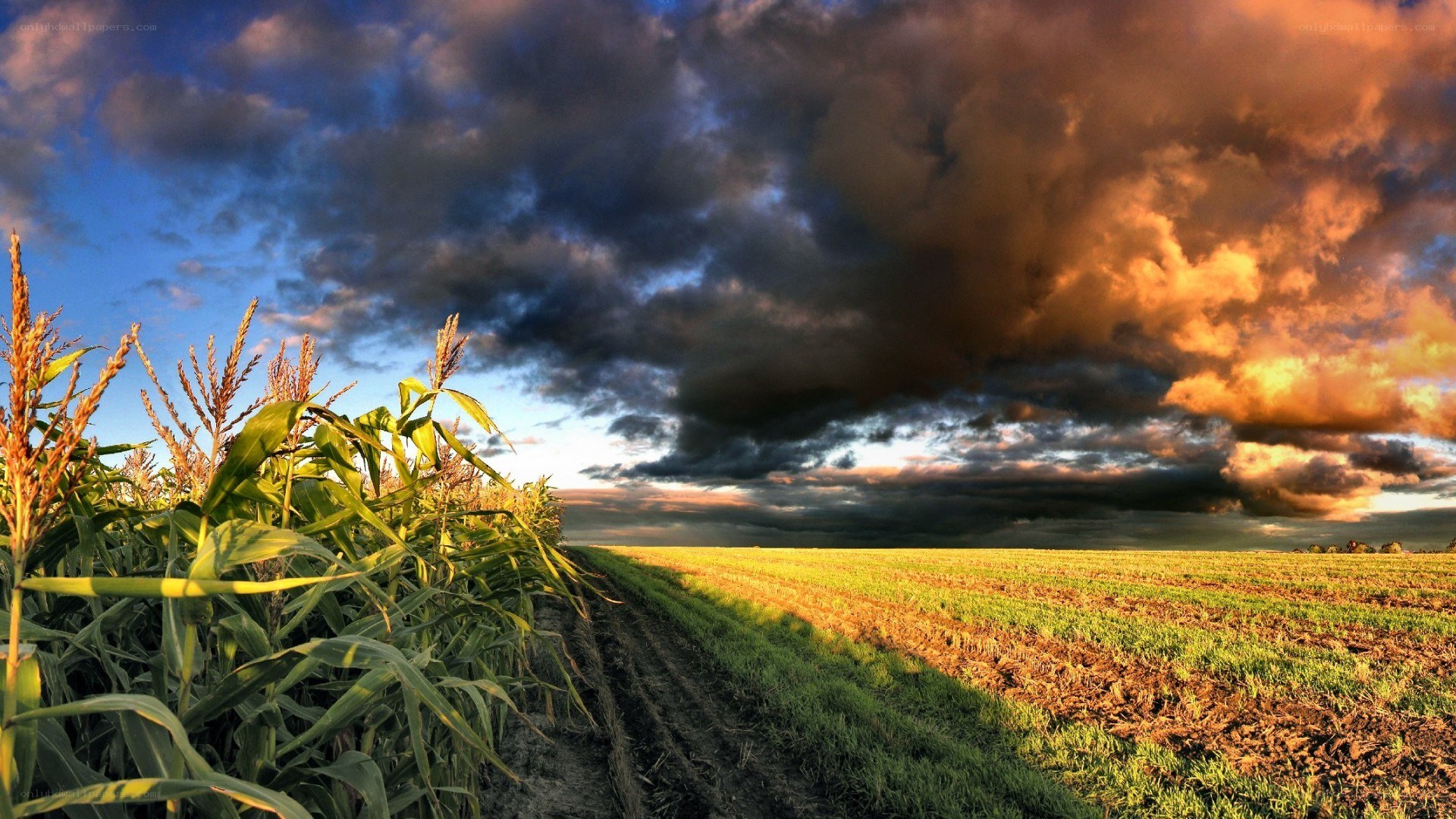 Cornfield under stormy sky