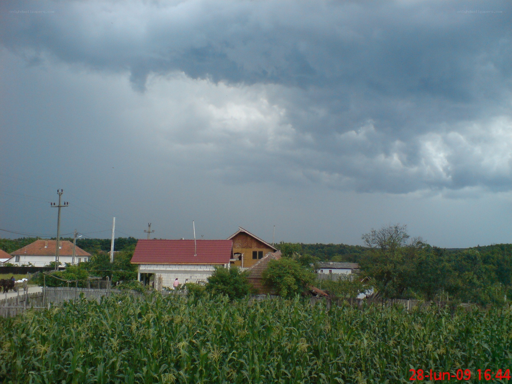 Cornfield under stormy sky