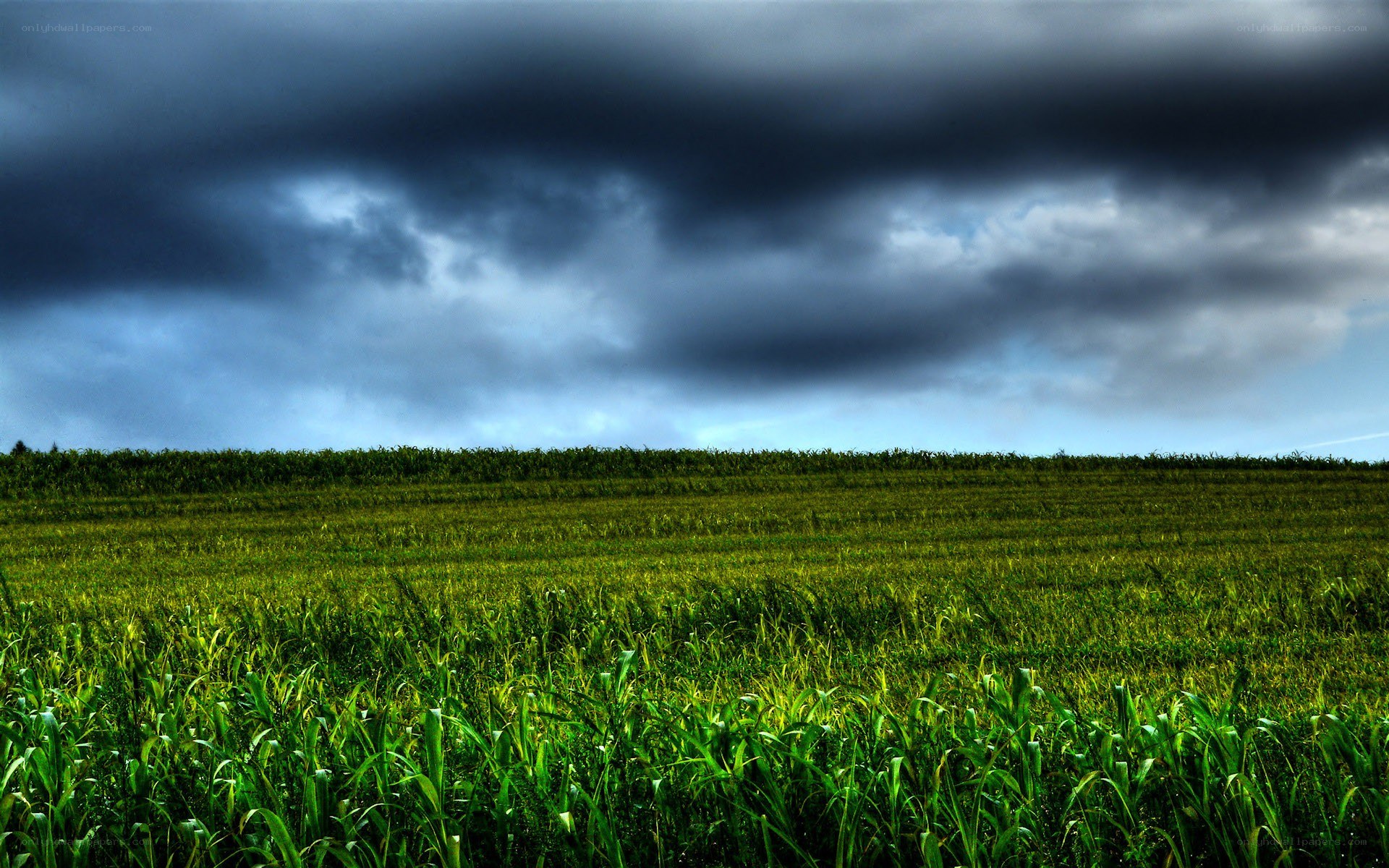 Cornfield under stormy sky