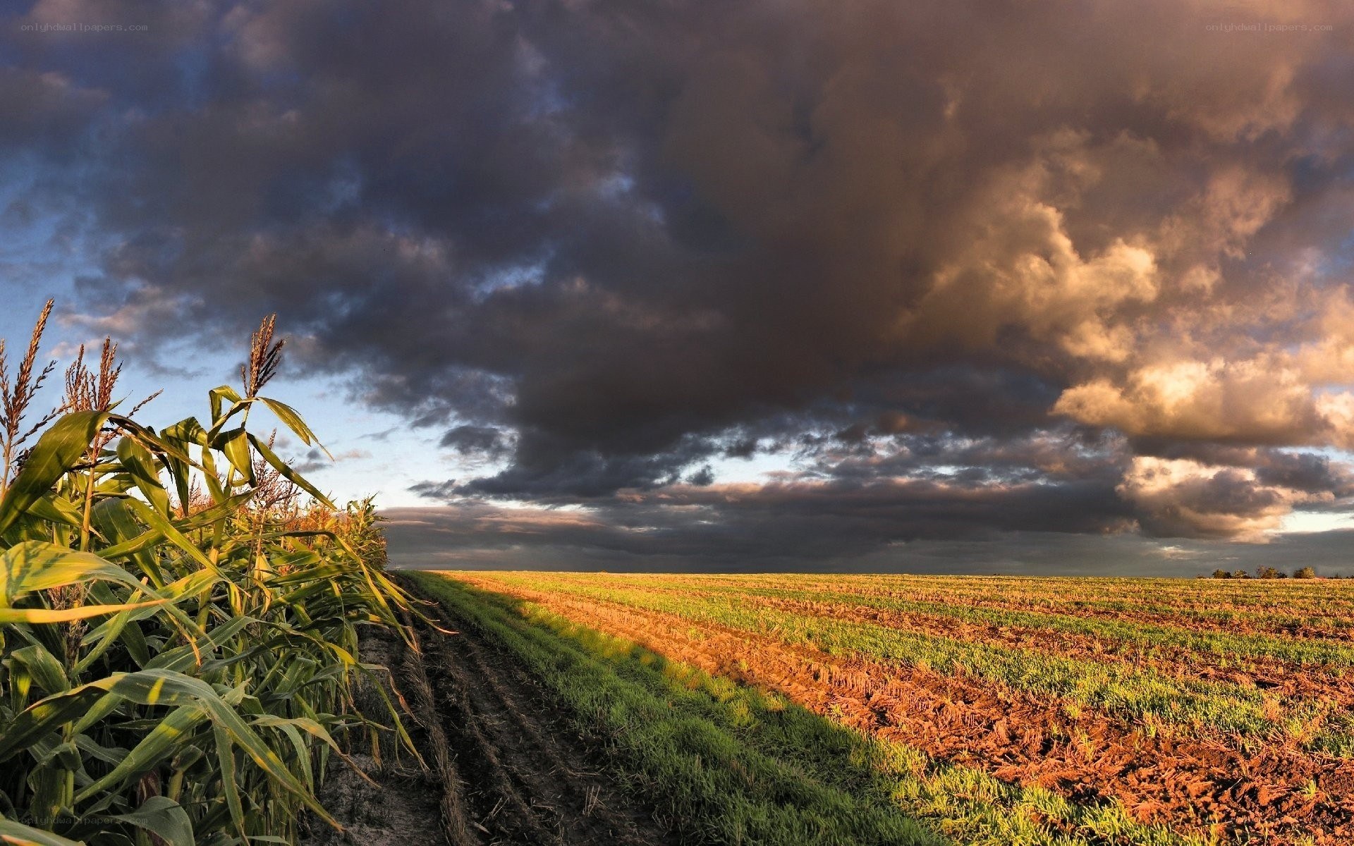 Cornfield under stormy sky
