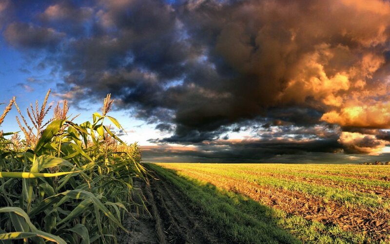 Cornfield under stormy sky