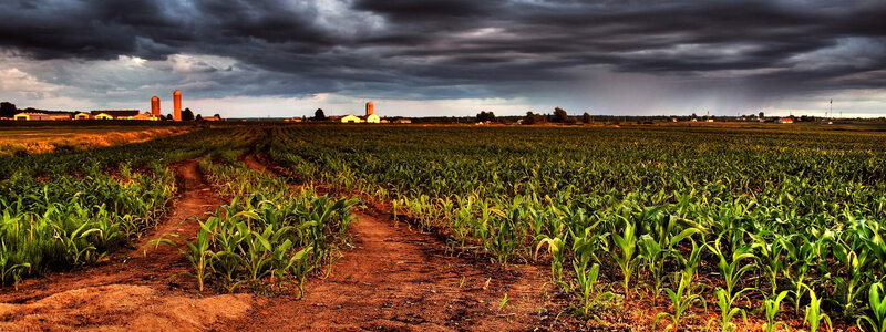 Cornfield under stormy sky