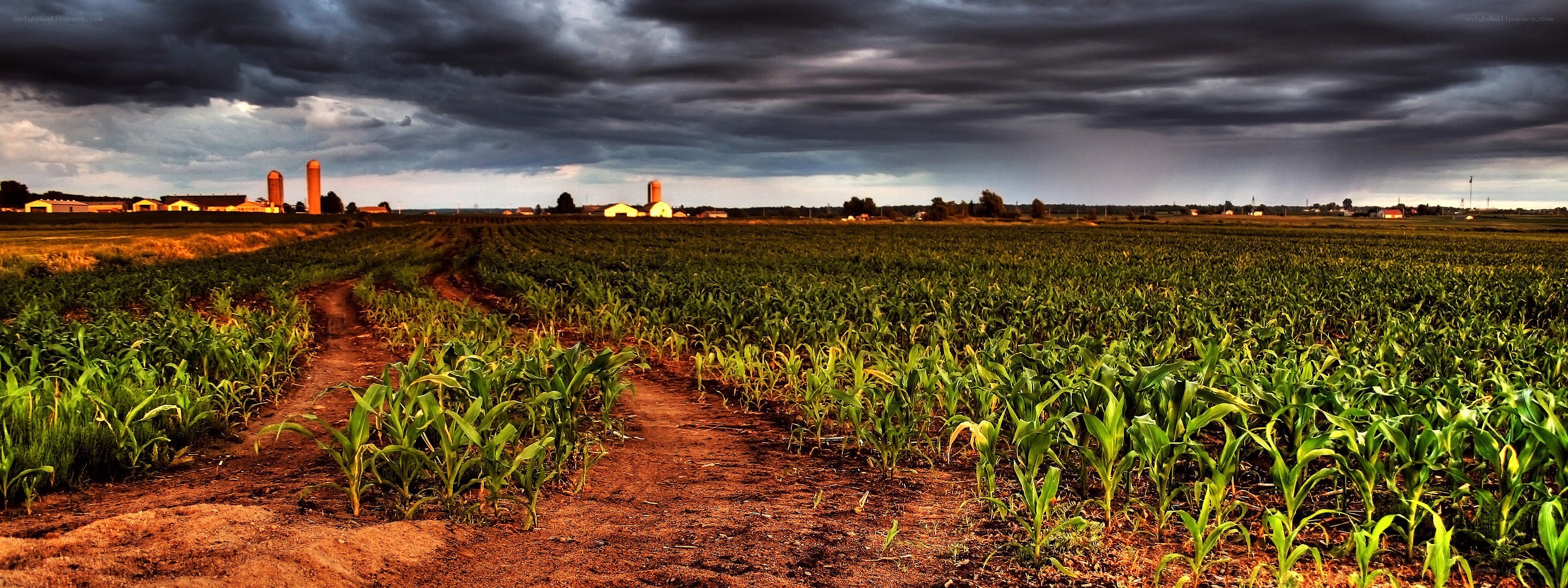 Cornfield under stormy sky