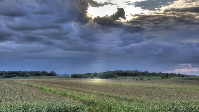 Cornfield under Stormy Sky — Blue, Dramatic, Afternoon