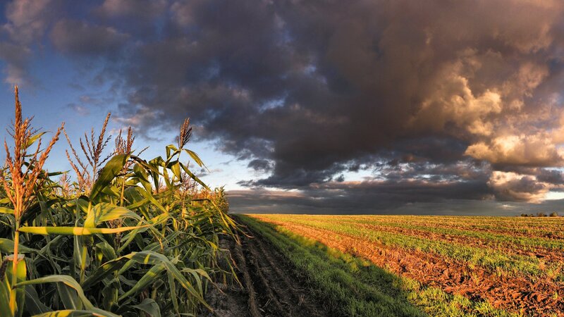 Cornfield under Stormy Sky — Blue, Dramatic, Sunset, Photograph, Clouds, Field, Brown, Green