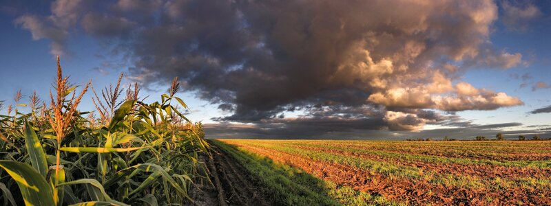 Cornfield under Stormy Sky — Blue, Dramatic, Sunset, Photograph, Clouds, Field