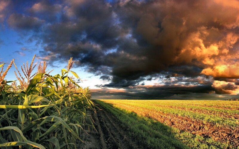 Cornfield under Stormy Sky — Blue, Dramatic, Sunset, Photograph, Clouds