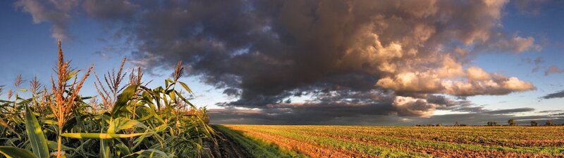 Cornfield under Stormy Sky — Blue, Dramatic, Sunset, Photograph, Corn Stalks